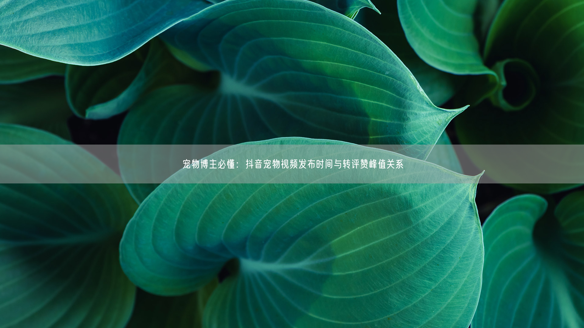宠物博主必懂：抖音宠物视频发布时间与转评赞峰值关系